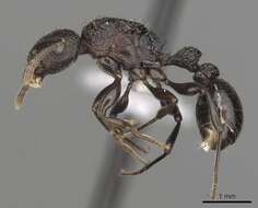 Tetramorium quadridentatum Stitz 1910的图像