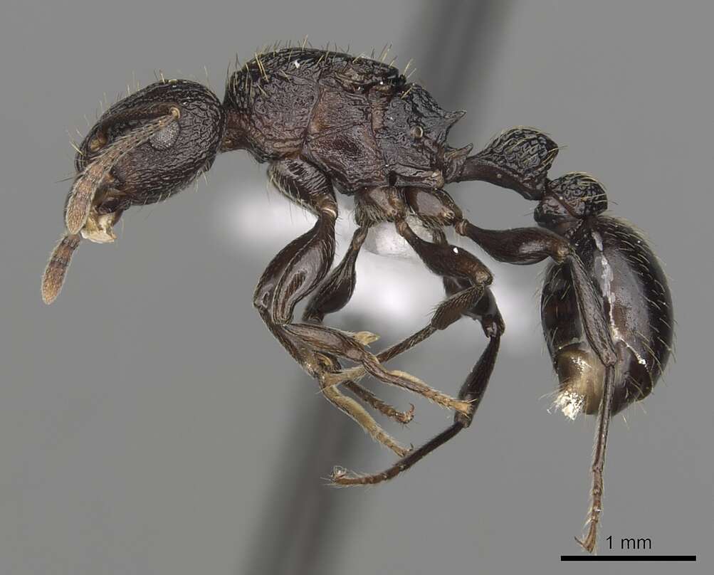 Tetramorium quadridentatum Stitz 1910的图像