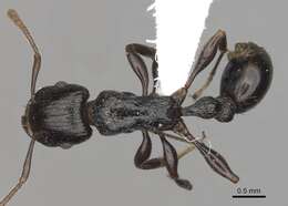 Tetramorium quadridentatum Stitz 1910的图像