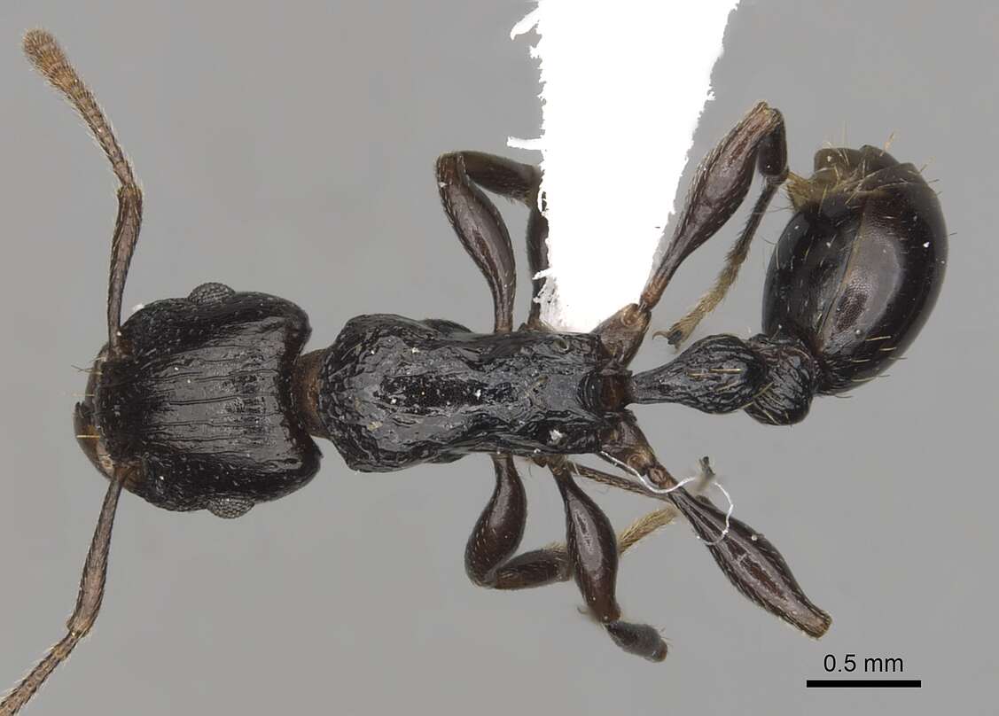 Tetramorium quadridentatum Stitz 1910的图像