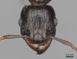 Tetramorium quadridentatum Stitz 1910的图像