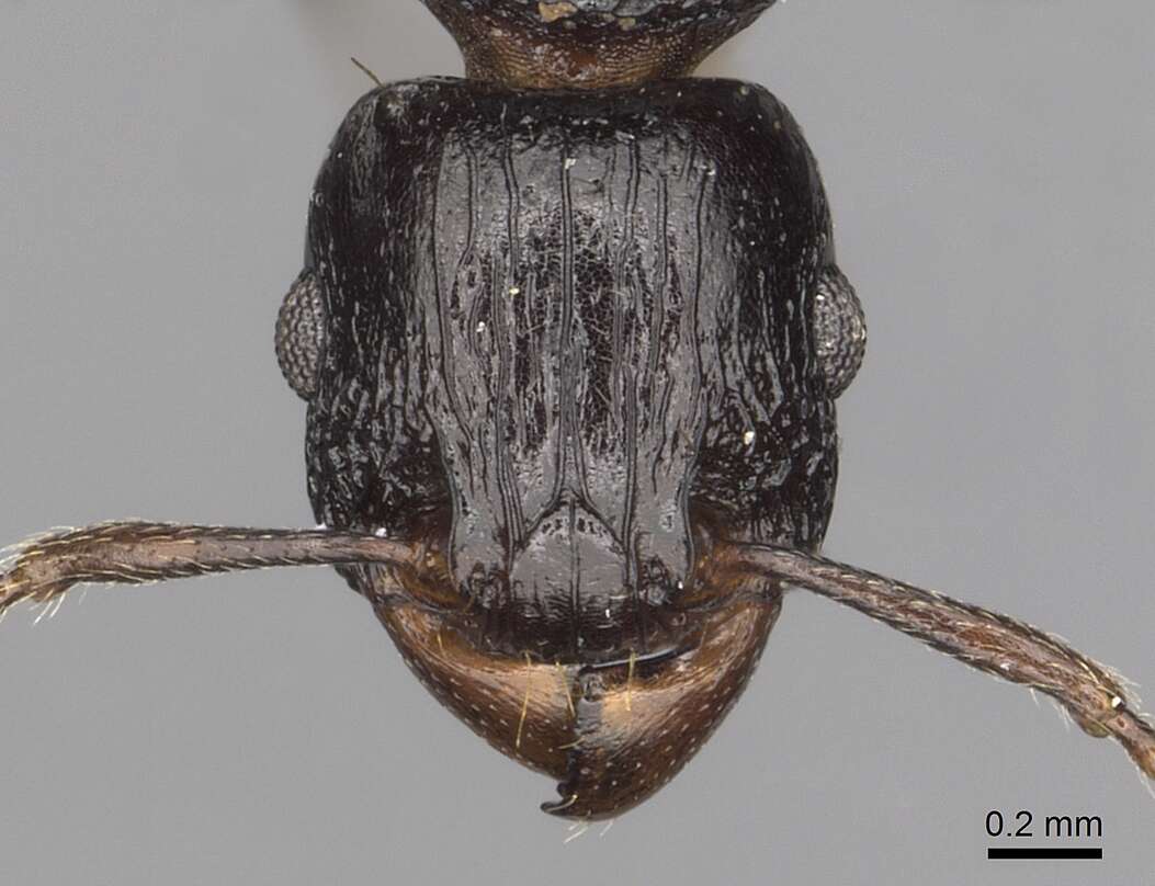 Tetramorium quadridentatum Stitz 1910的图像