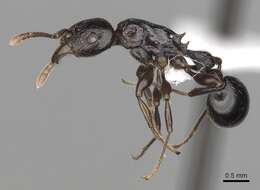 Tetramorium quadridentatum Stitz 1910的图像