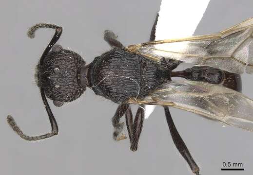 Image of Tetramorium aculeatum (Mayr 1866)