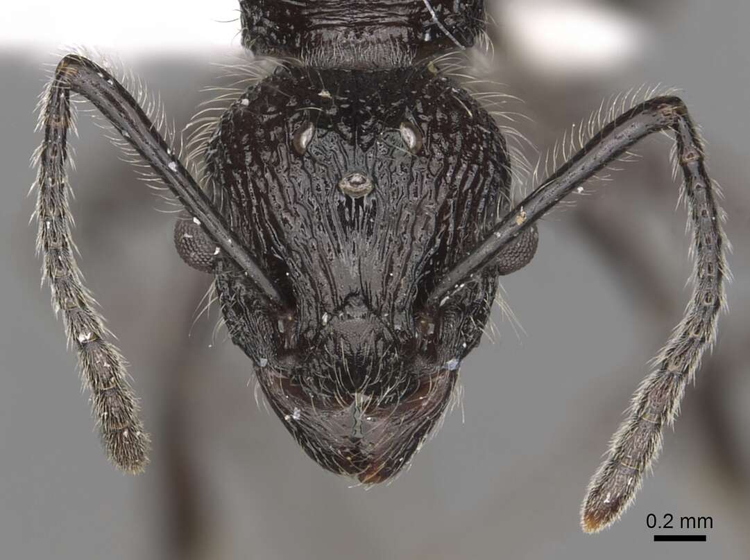 Image of Tetramorium aculeatum (Mayr 1866)