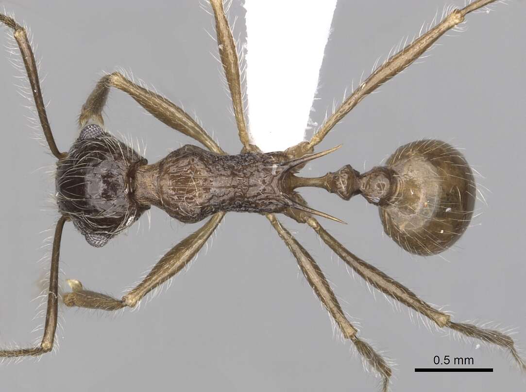 Image of Tetramorium aculeatum (Mayr 1866)