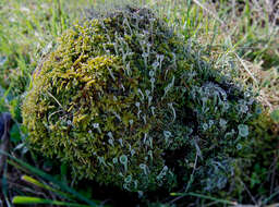 Image of deformed cup lichen