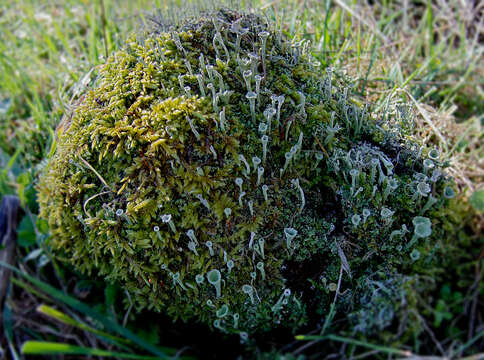 Image of deformed cup lichen