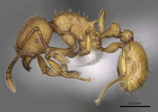 Image of Tetramorium termitobium Emery 1908