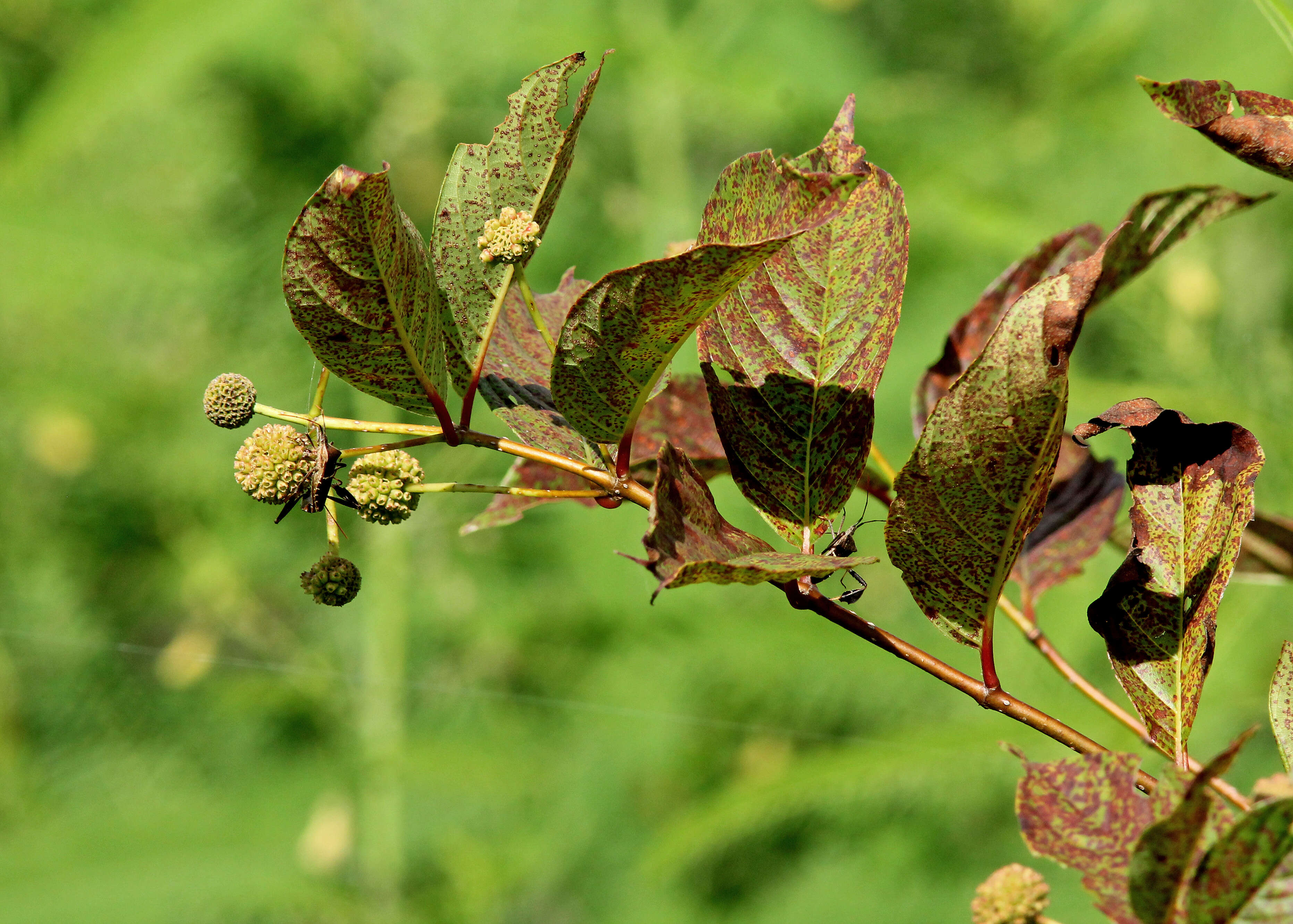 Image of common buttonbush