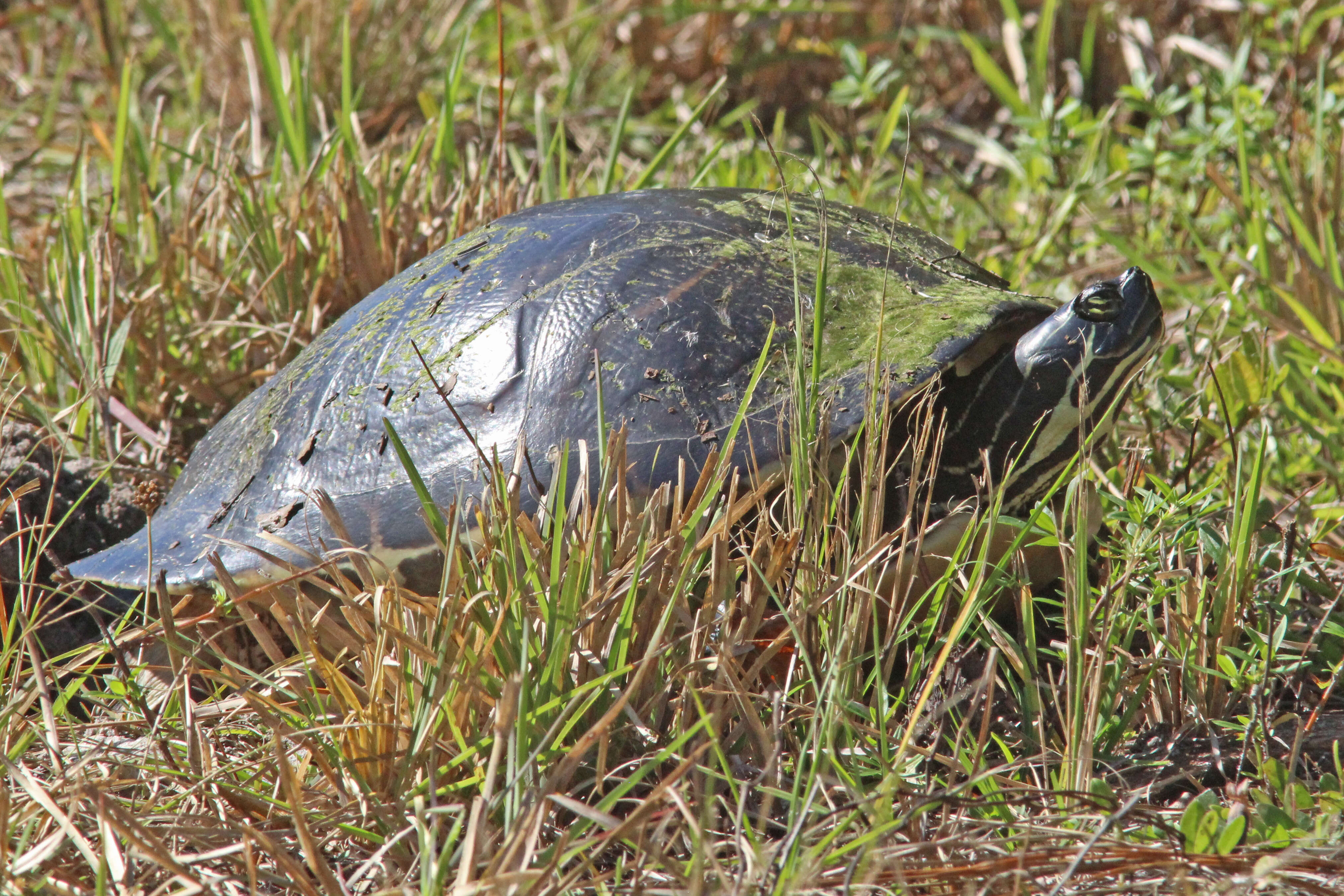 Image of Florida Red-bellied Cooter