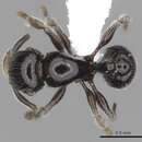 Image of Tetramorium menkaura (Bolton 1976)