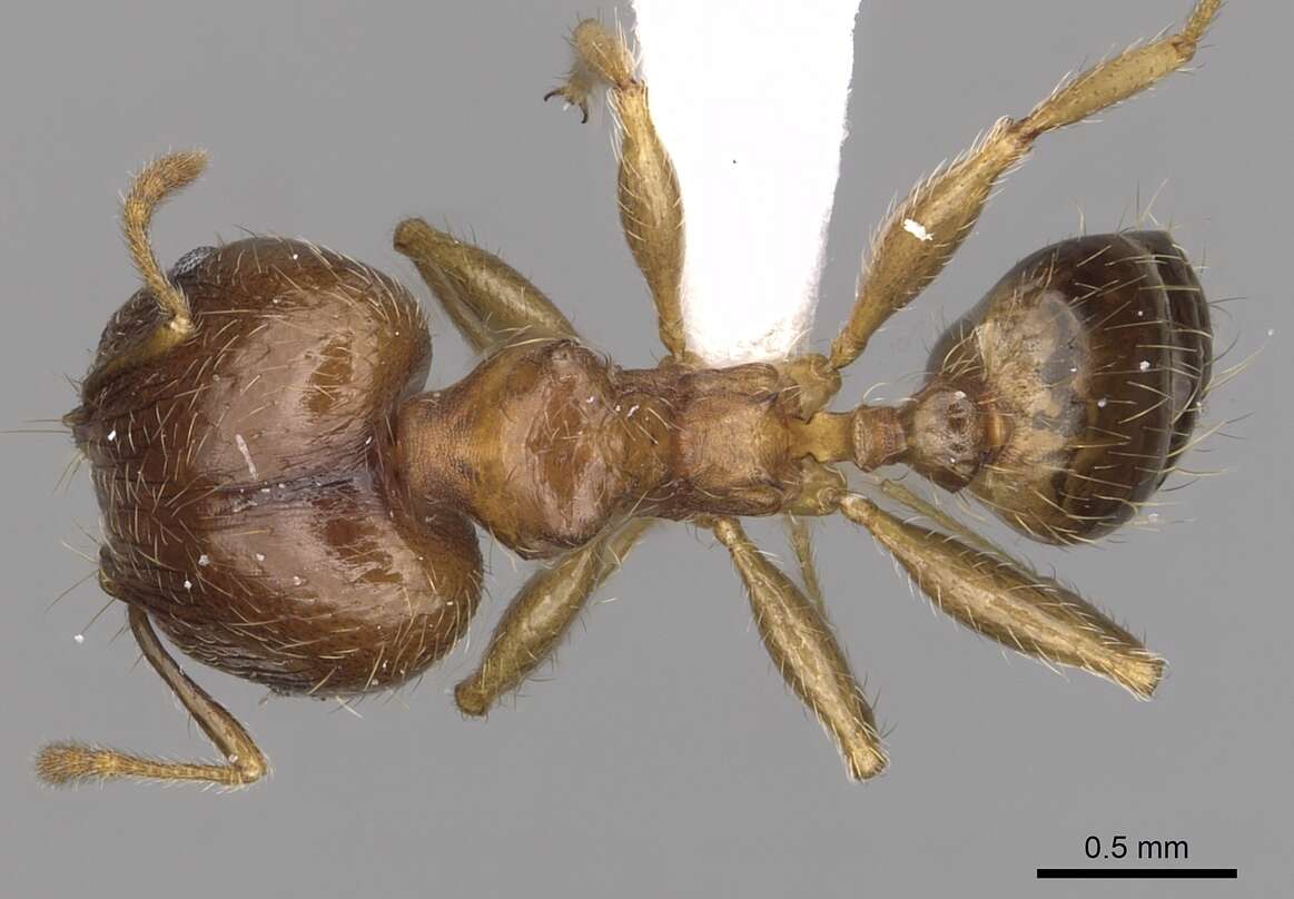 Image of Pheidole