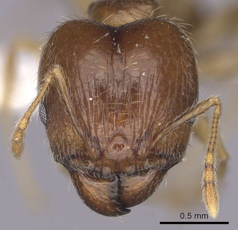 Image of Pheidole