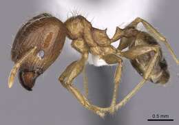 Image of Pheidole