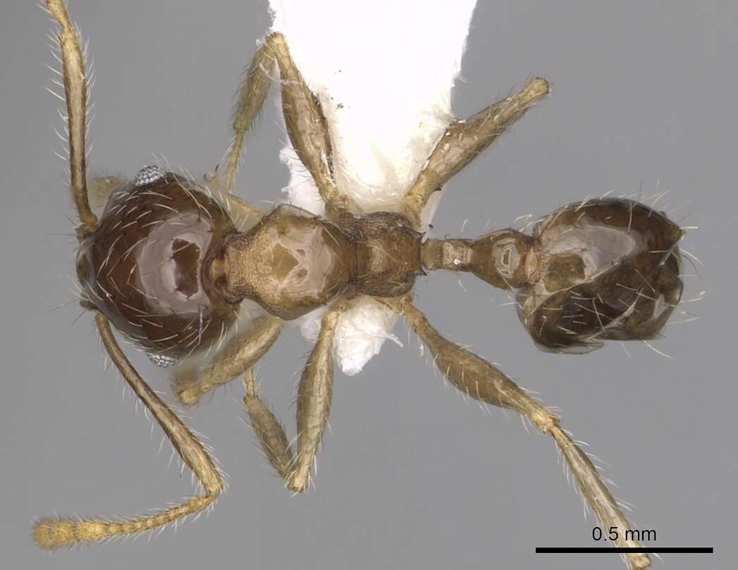 Image of Pheidole