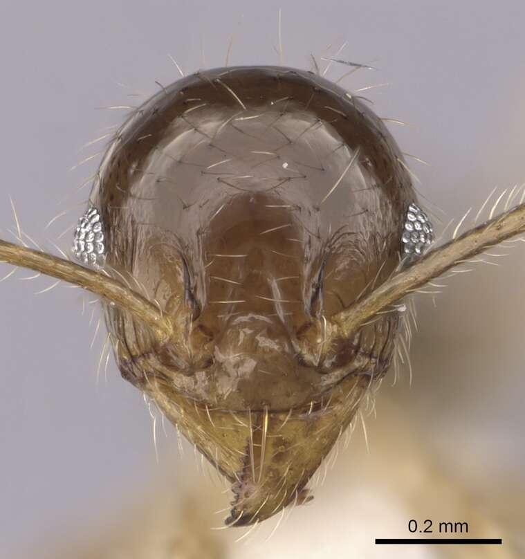 Image of Pheidole