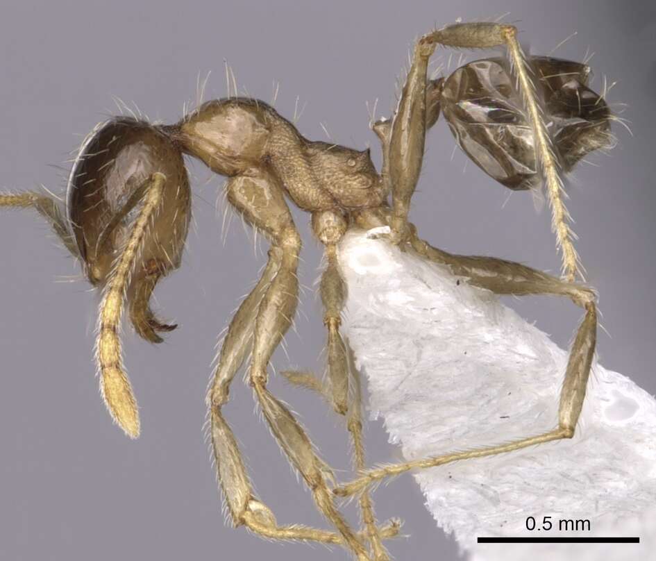 Image of Pheidole