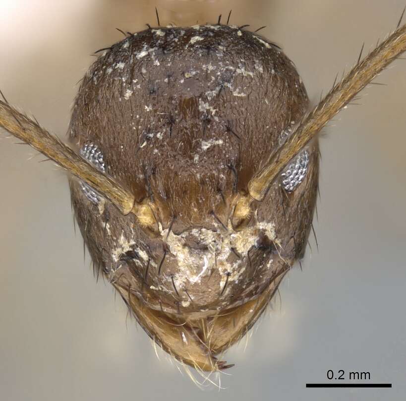 Image of <i>Nylanderia brevisetula</i>