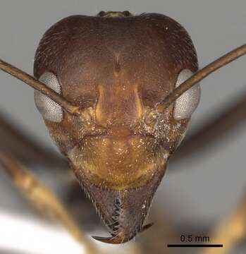 Image of weaver ant