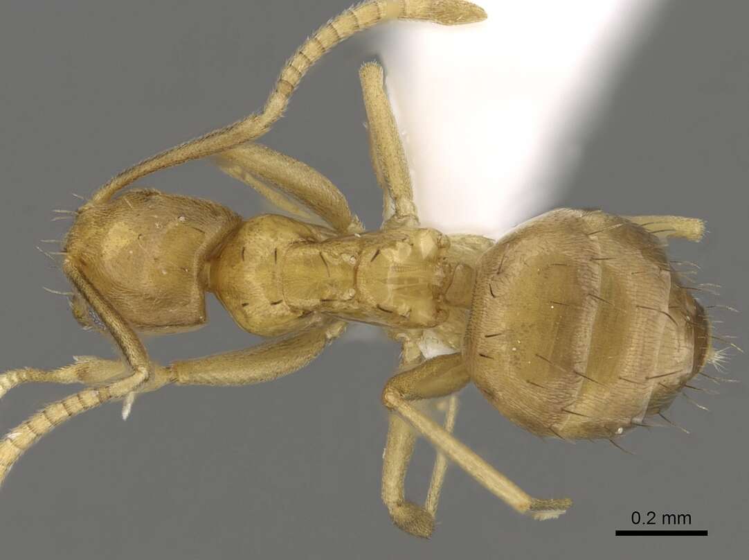 Image of <i>Paraparatrechina oreias</i>