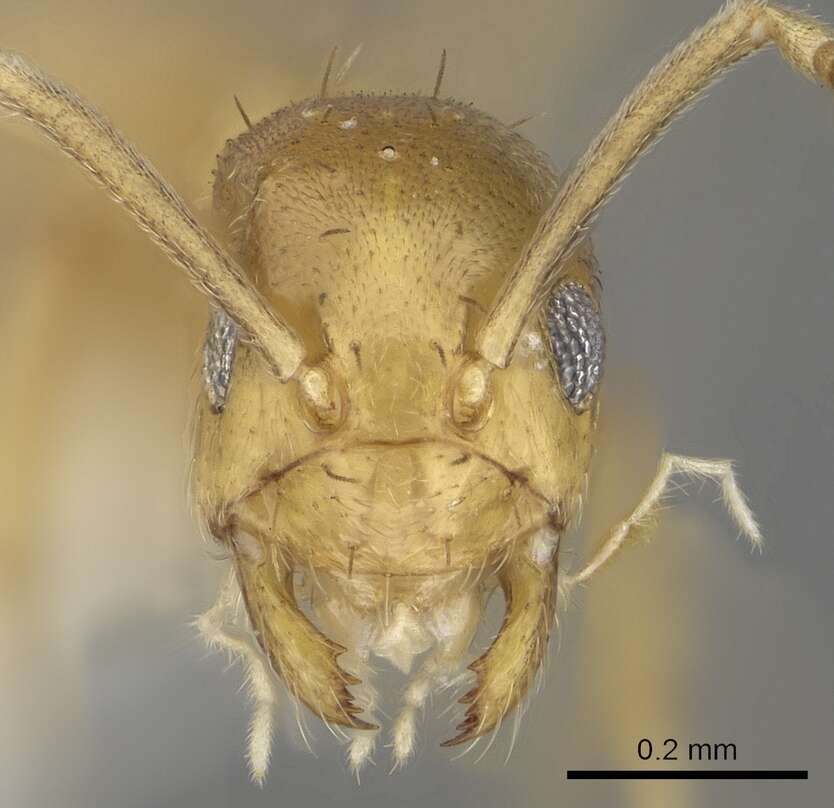 Image of <i>Paraparatrechina oreias</i>