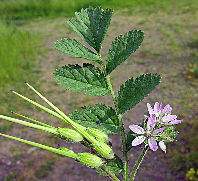 Image of musky stork's bill