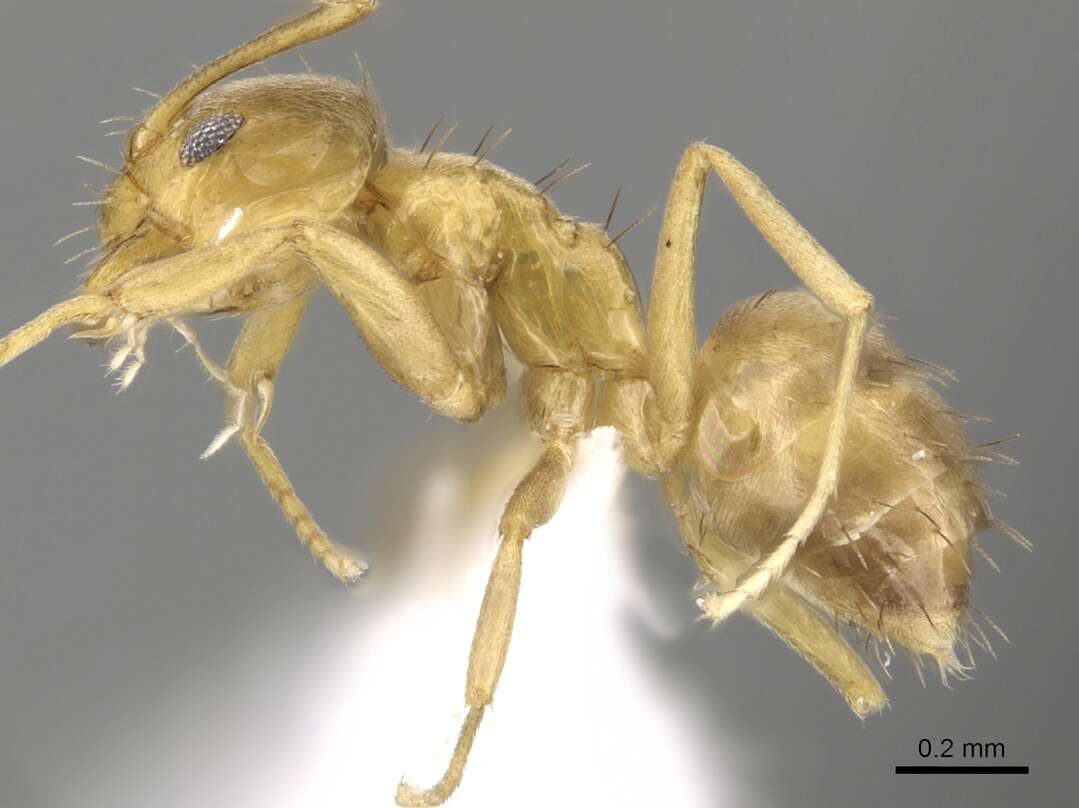 Image of <i>Paraparatrechina oreias</i>