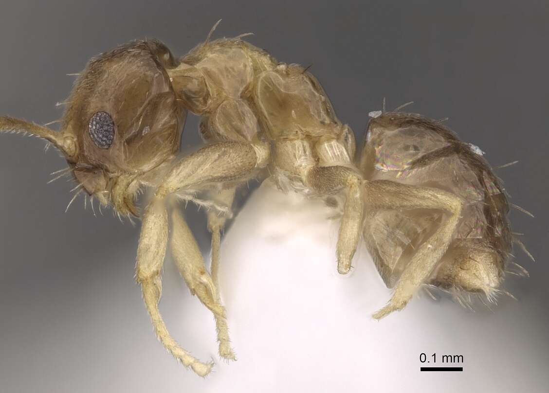 Image of <i>Paraparatrechina umbranatis</i>