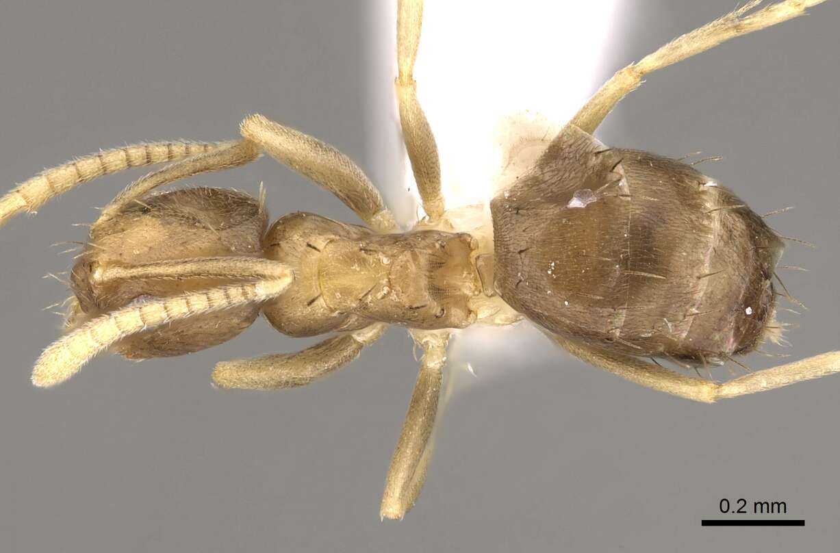 Image of <i>Paraparatrechina umbranatis</i>