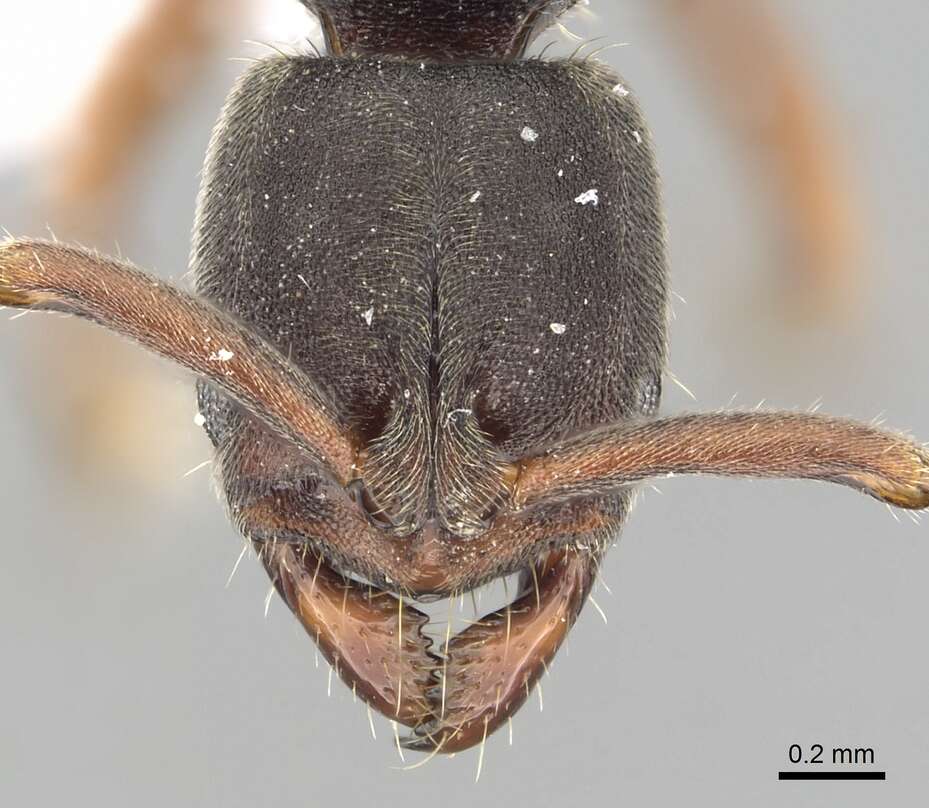 Image of Panther Ants