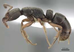 Image of Panther Ants