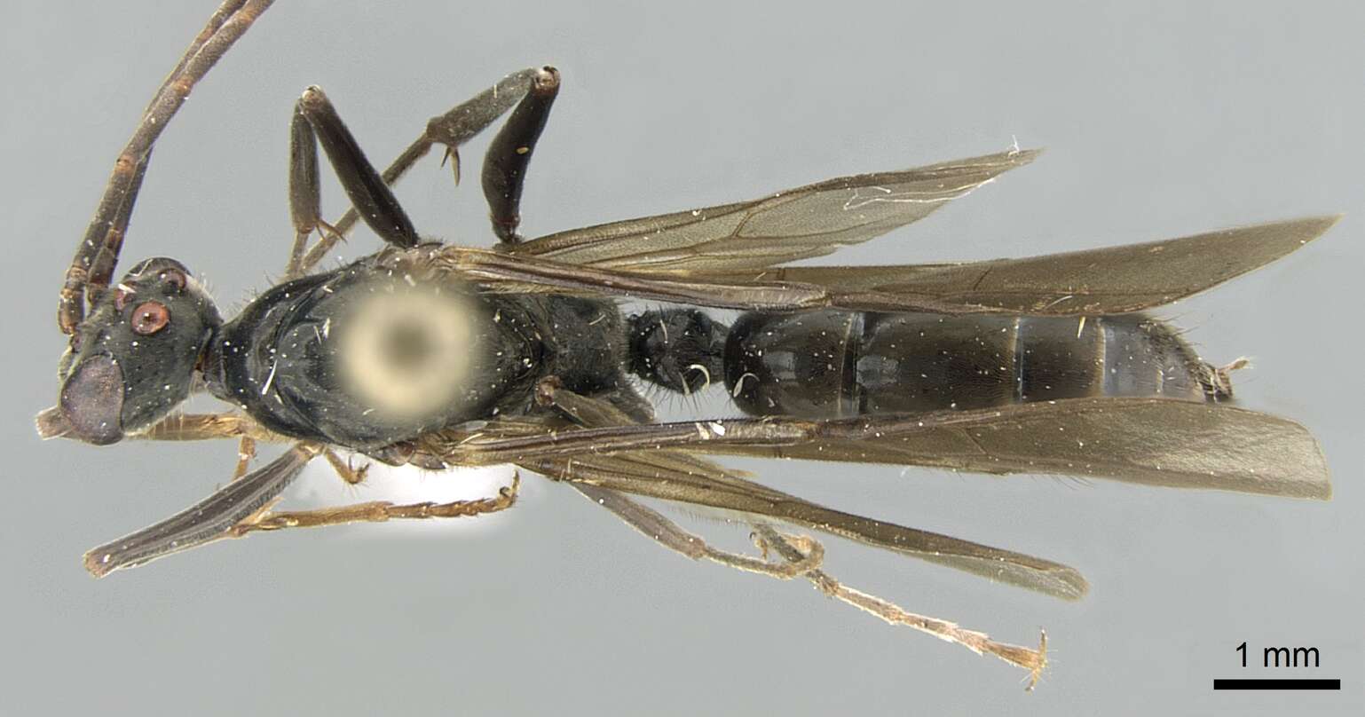 Image of Neoponera