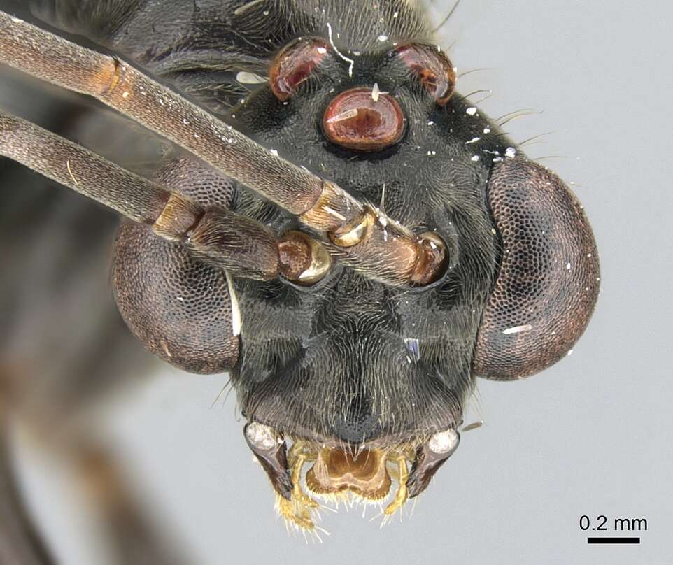 Image of Neoponera