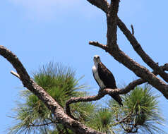 Image of ospreys