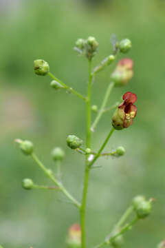 Image de Scrophularia marilandica L.