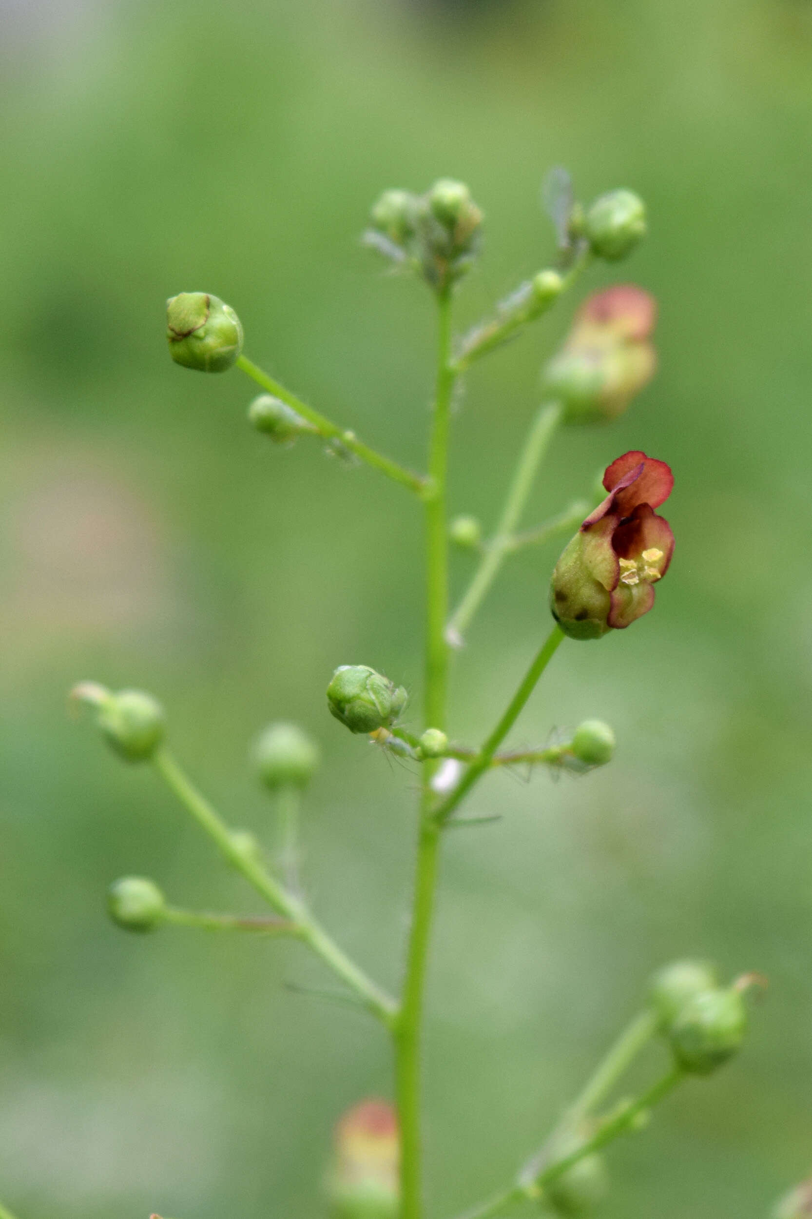 Scrophularia marilandica L. resmi