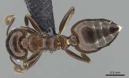 Image of Crematogaster malahelo