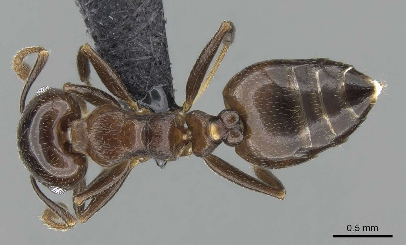 Image of Crematogaster malahelo