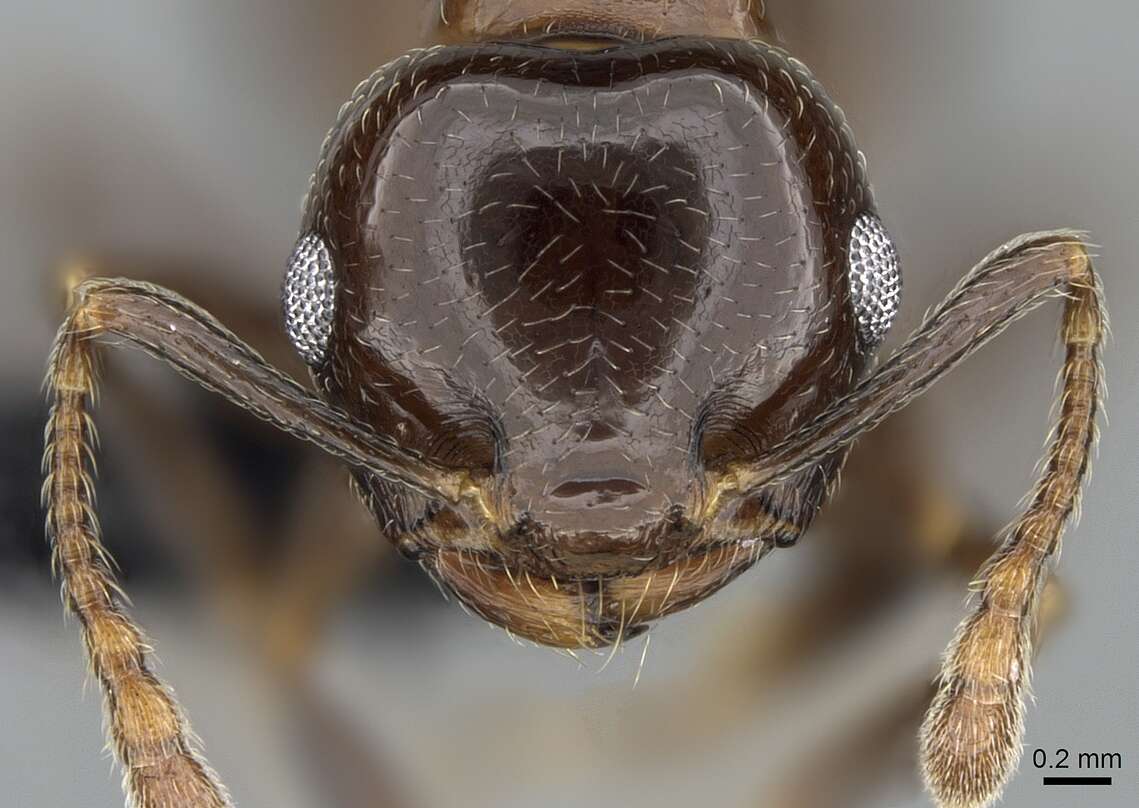 Image of Crematogaster malahelo