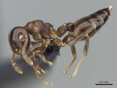 Image of Crematogaster malahelo