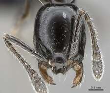 Image of Ant