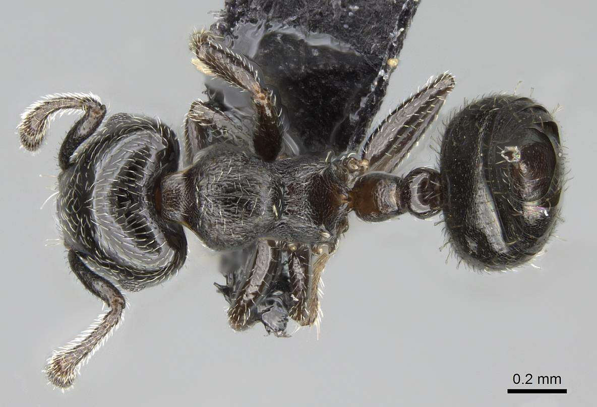 Image of Crematogaster crinosa Mayr 1862