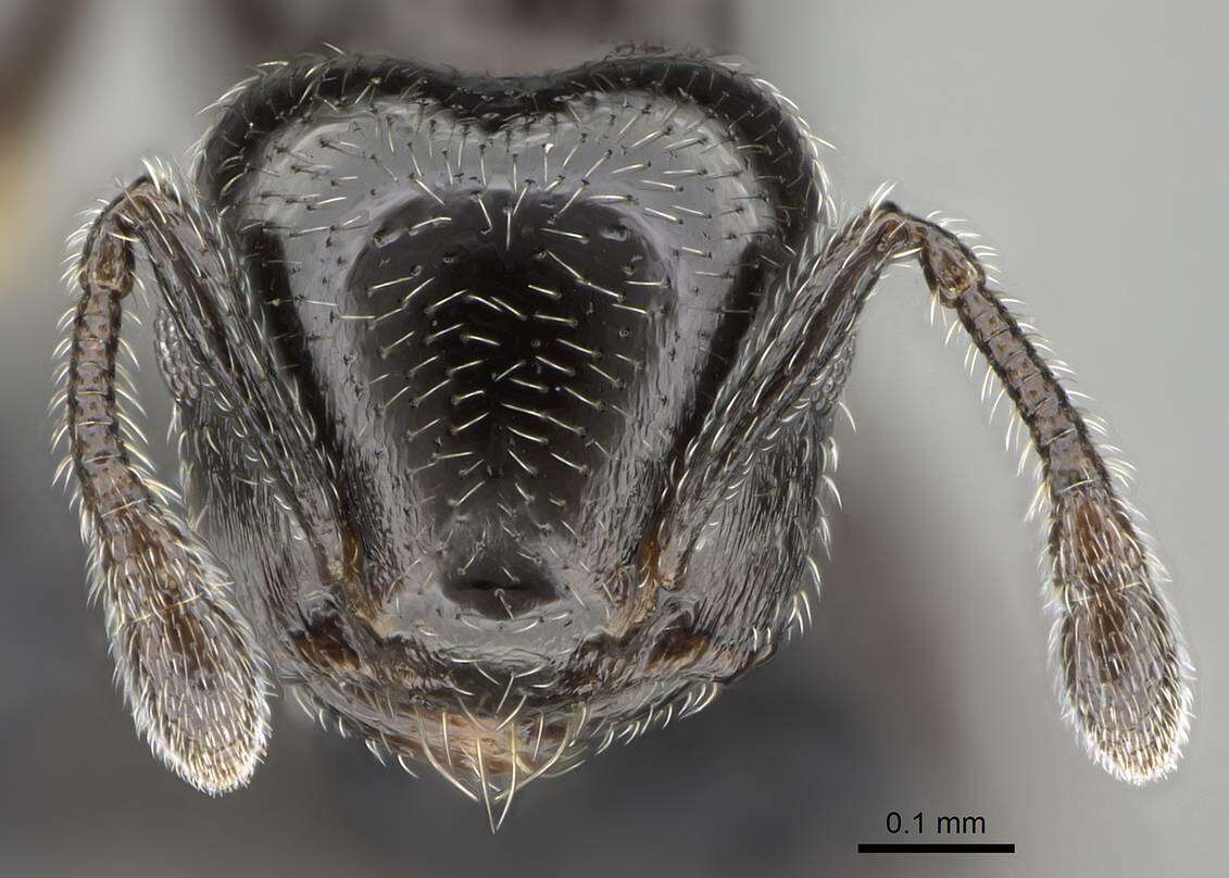 Image of Crematogaster crinosa Mayr 1862