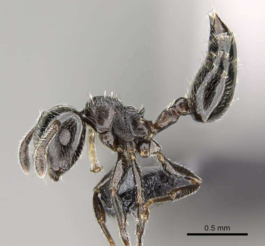 Image of Crematogaster crinosa Mayr 1862