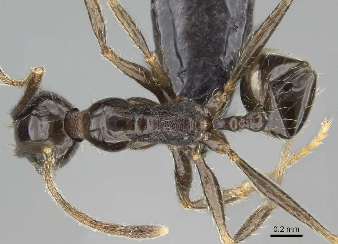 <i>Pheidole jelskii</i> Mayr resmi