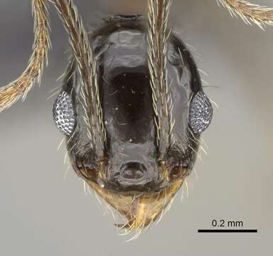 Image of <i>Pheidole jelskii</i> Mayr
