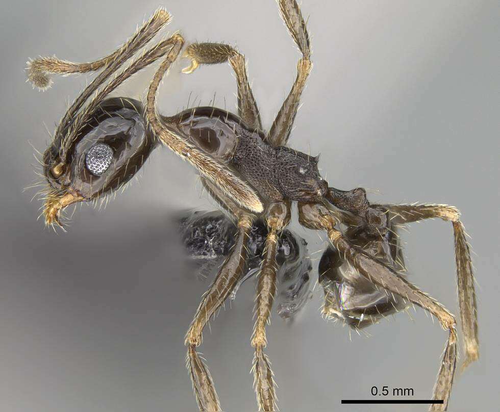 <i>Pheidole jelskii</i> Mayr resmi