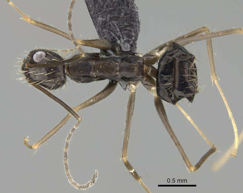 Image of Crazy Ant