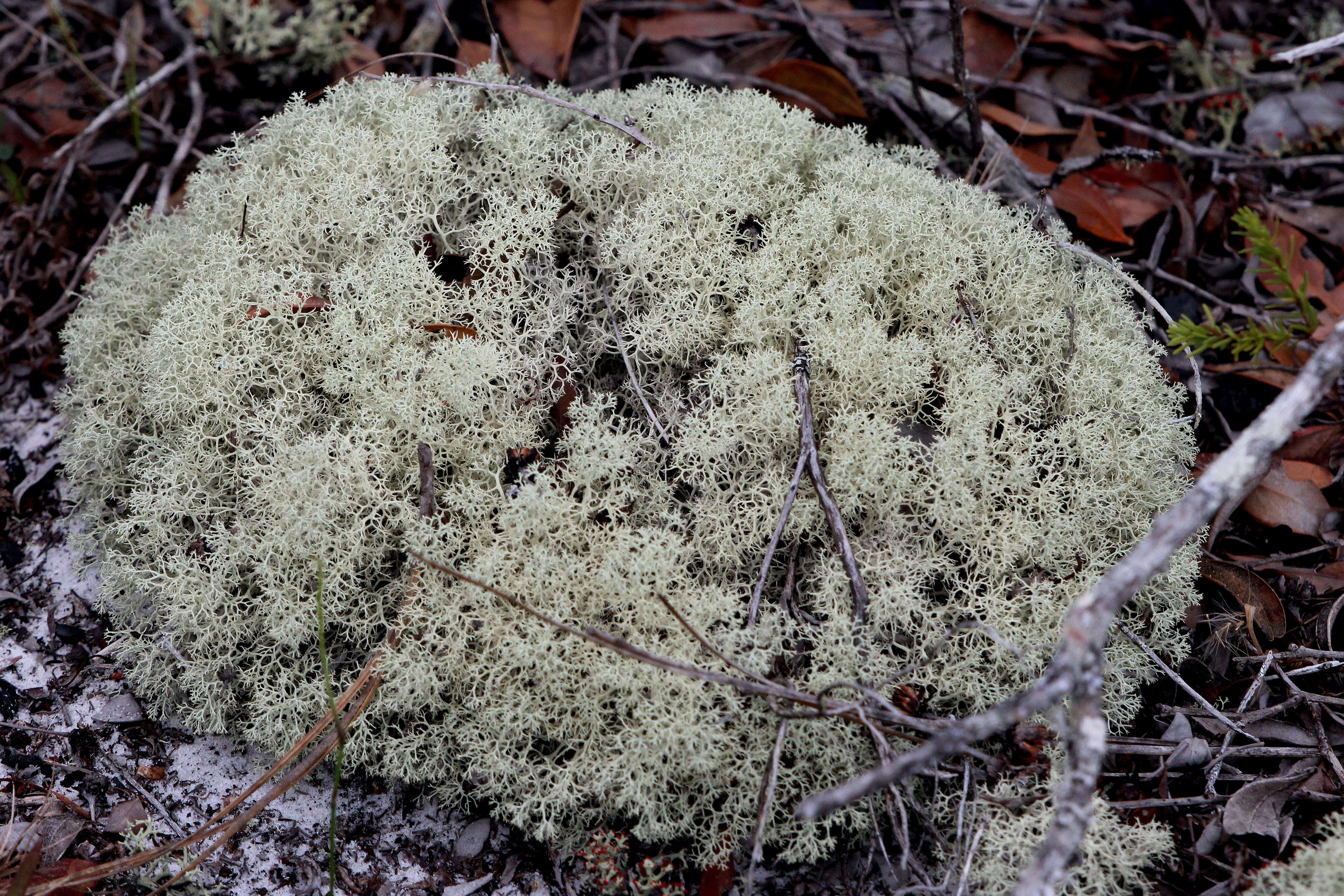 Image of reindeer lichen